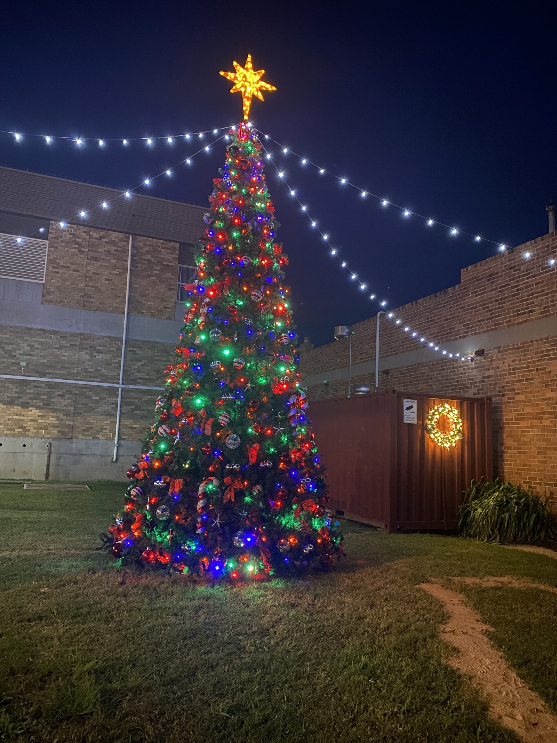 Christmas tree sparkles with new decorations | PHOTOS