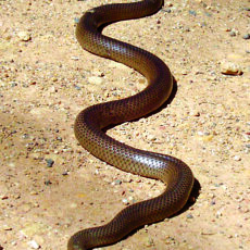 ‘Go to’ snake removalists turn up to remove unwanted guests