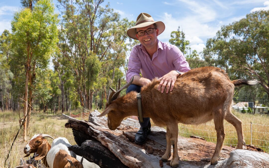 Goats to chow down on bushfire fuel in fire trial