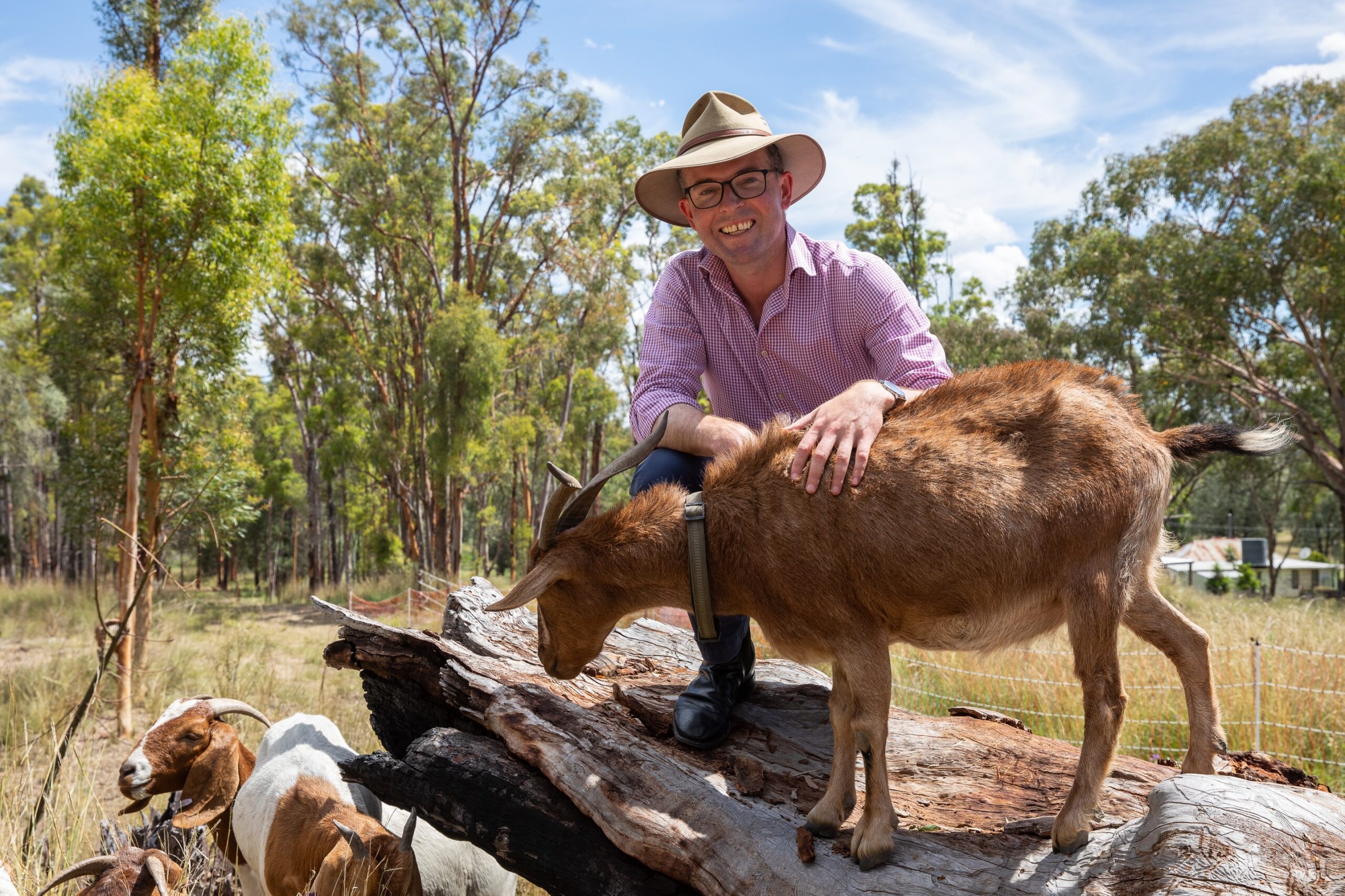 Goats to chow down on bushfire fuel in fire trial