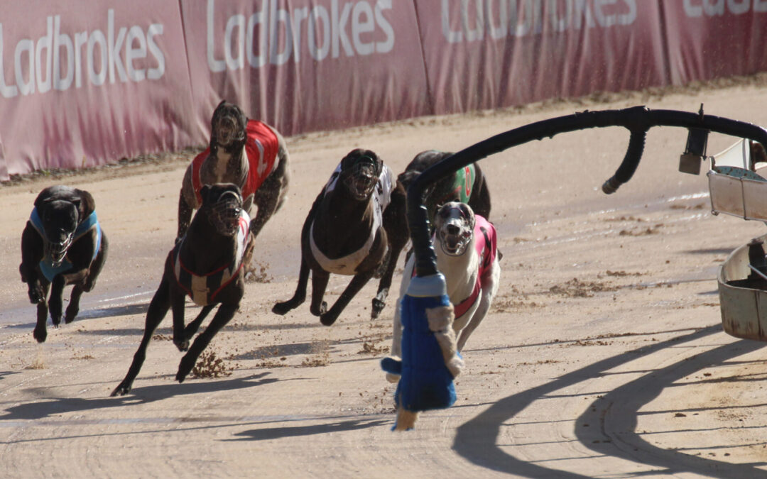 Bellata greyhound races to eighth win in his 11th start