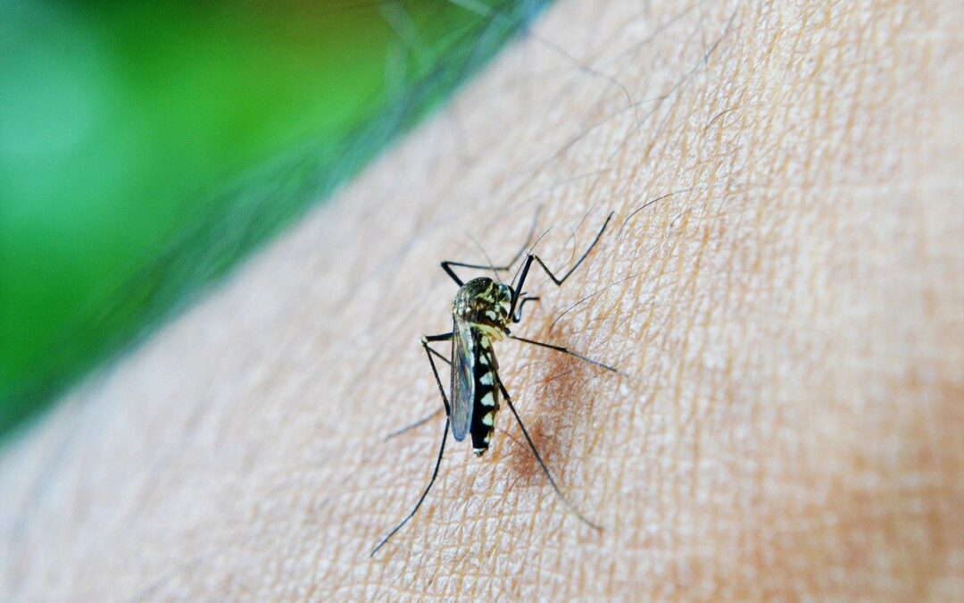 NSW Health issues warning to avoid mosquitoes