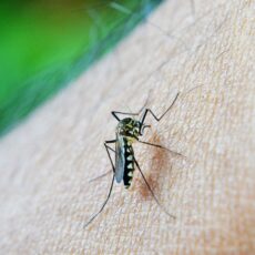 Free JEV vaccination available in Narrabri