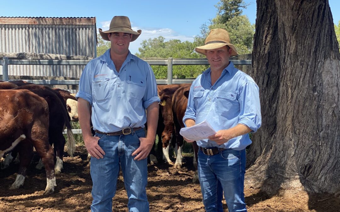 Cattle market strength to continue