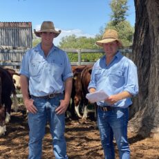 Cattle market strength to continue