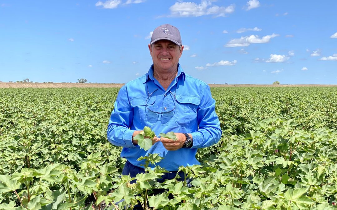 Cotton Australia forecasts a near-record cotton haul