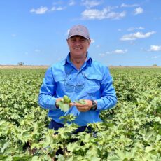 Cotton Australia forecasts a near-record cotton haul