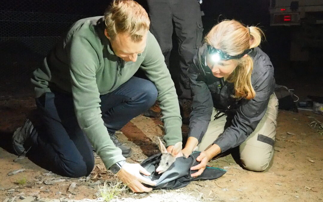 Project continues to help protect Pilliga wildlife from extinction