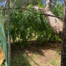 Large quantity of cannabis found at Yarrie Lake Road property