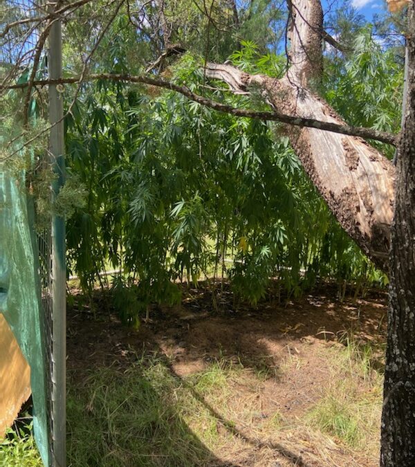 Large quantity of cannabis found at Yarrie Lake Road property