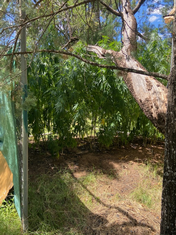 Large quantity of cannabis found at Yarrie Lake Road property