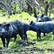 Spike in pig numbers warrants urgent action: NSW Farmers