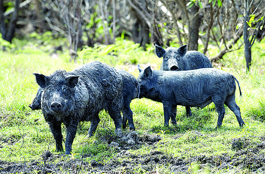 Feral pig numbers ‘out of control’: NSW Farmers