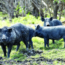 Feral pigs cost North West region $47 million, says Ag Econ study
