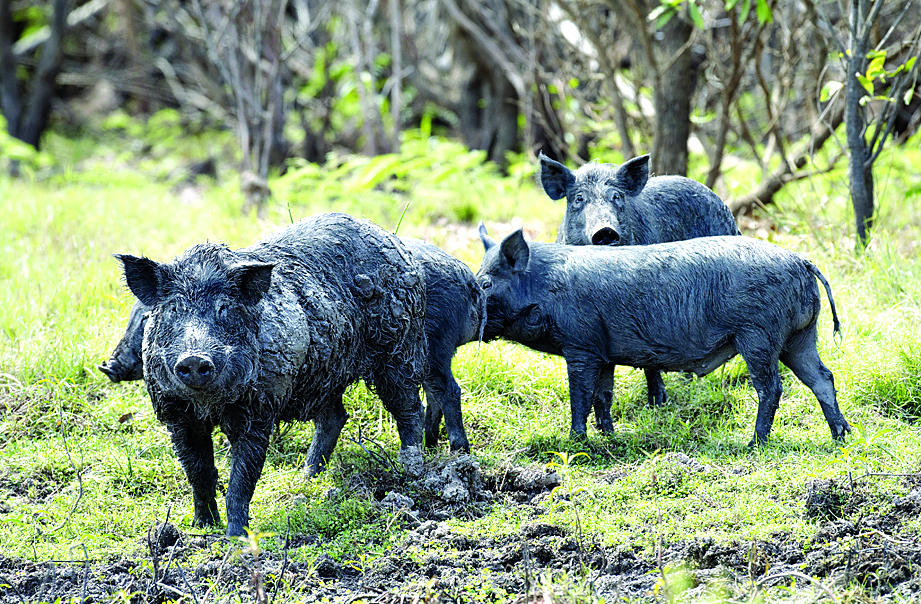 Feral pigs cost North West region $47 million, says Ag Econ study