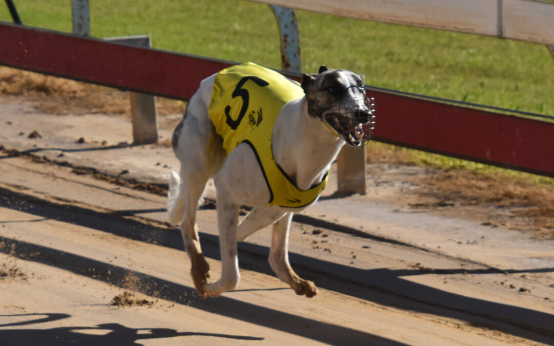 Lagoon Dark Eyes races to back-to-back wins at Gunnedah’s Weeks of Speed Festival