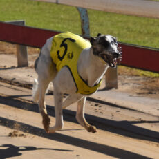 Lagoon Dark Eyes races to back-to-back wins at Gunnedah’s Weeks of Speed Festival