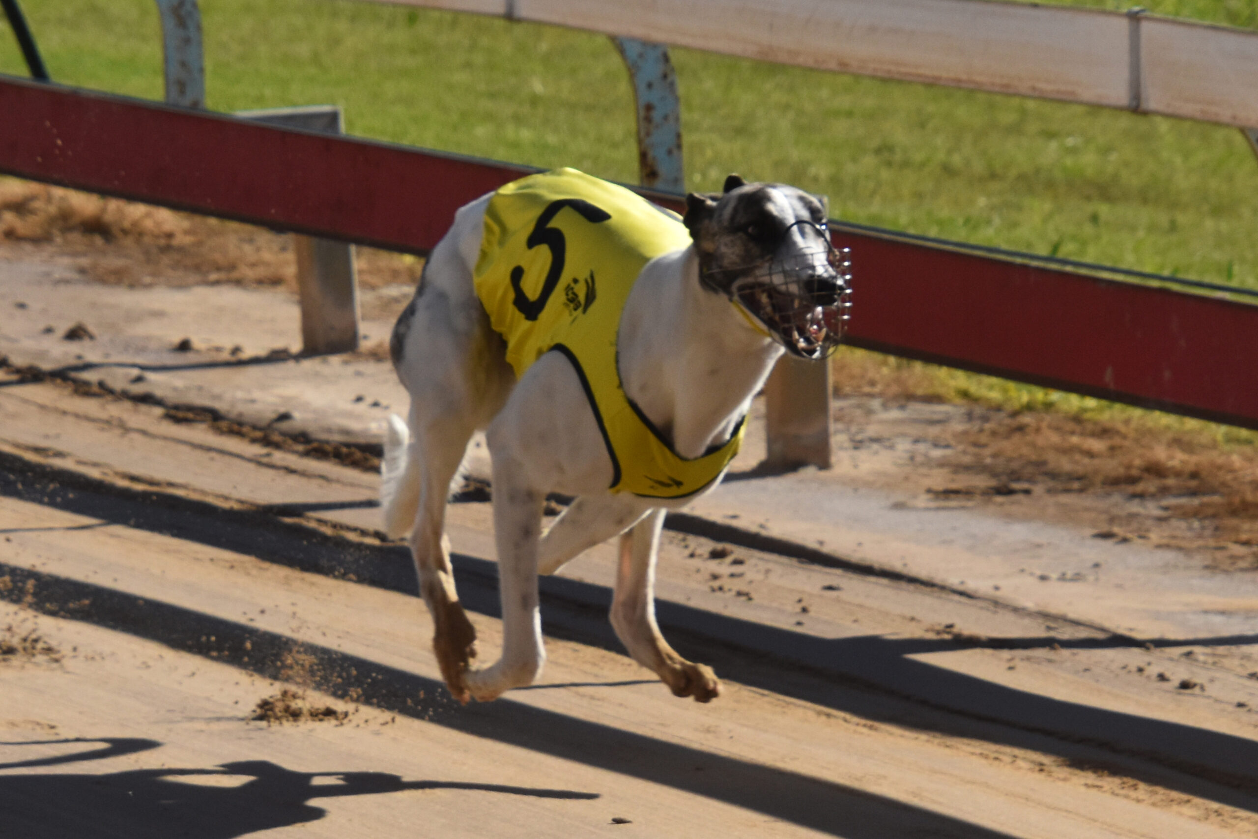 Lagoon Dark Eyes races to back-to-back wins at Gunnedah’s Weeks of Speed Festival