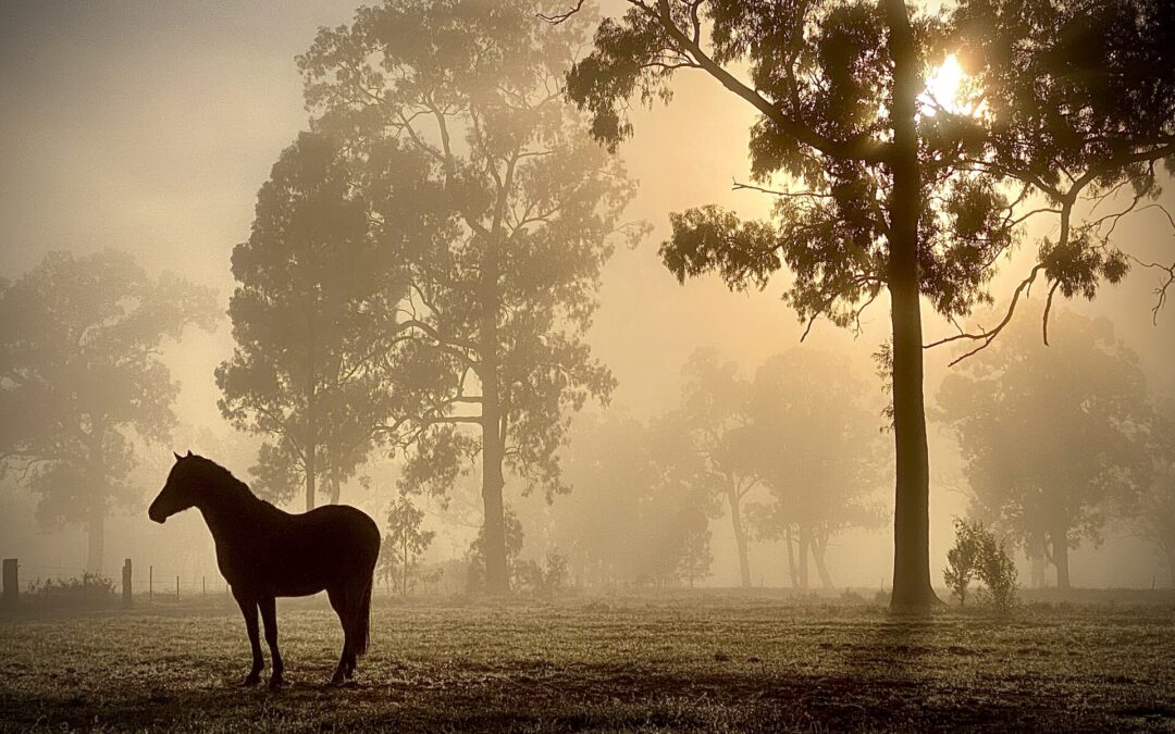 New Narrabri Shire Snapshot competition winner announced