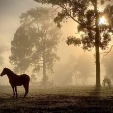 New Narrabri Shire Snapshot competition winner announced