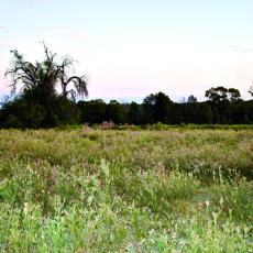Problem weeds prove difficult after wet summer