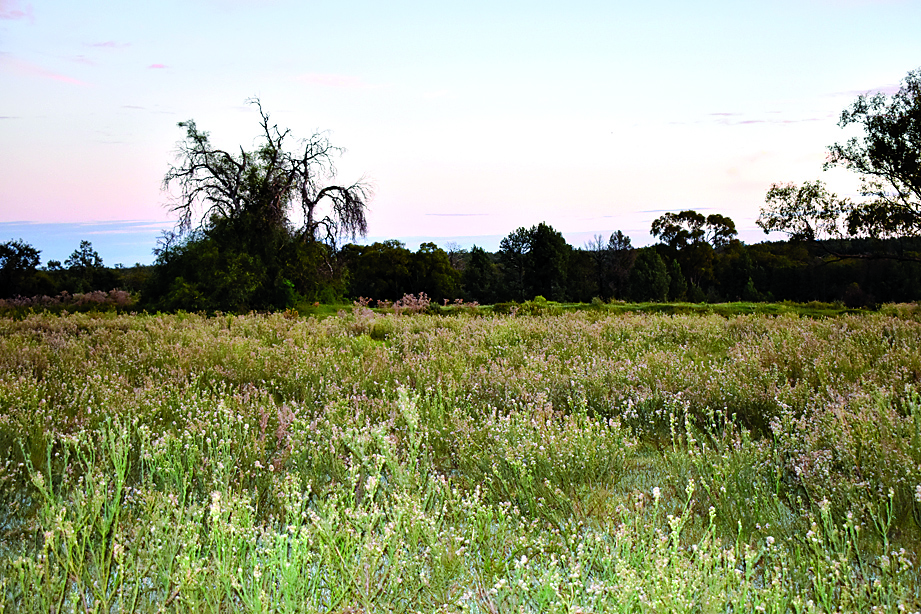 Problem weeds prove difficult after wet summer