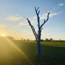 Wee Waa kicking the stigma one blue tree at a time