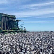Rain slows cotton picking parade