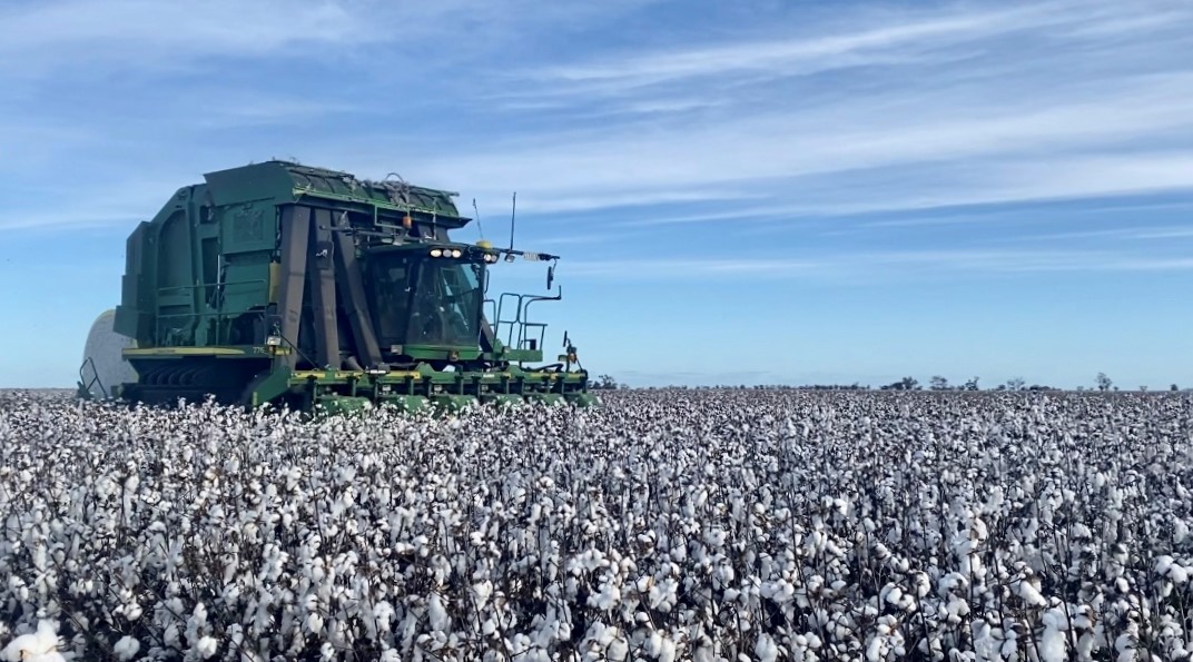 Rain slows cotton picking parade