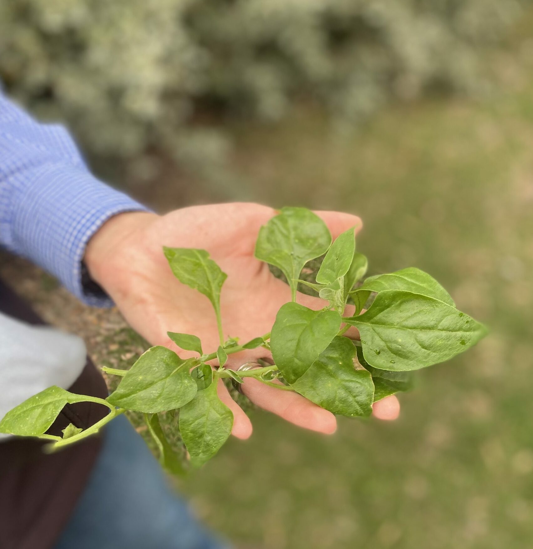 Galaan.galaan or warrigal greens, sometimes called native spinach.