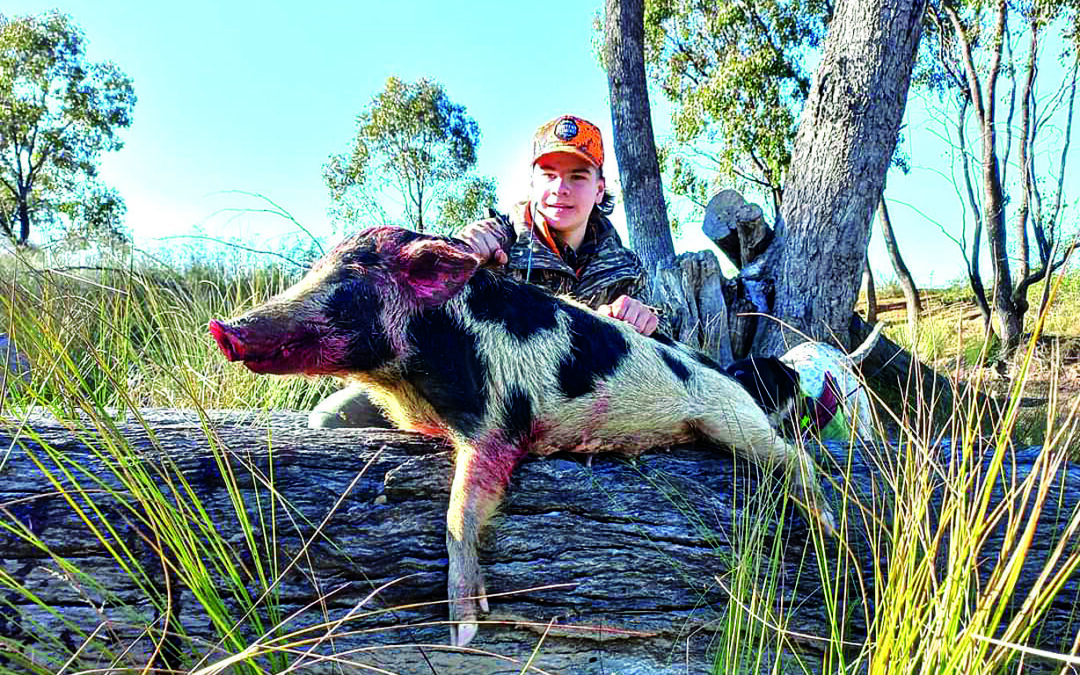 Feral pigs continuing to wreak havoc in the region