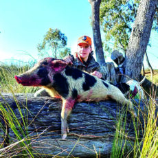 Feral pigs continuing to wreak havoc in the region