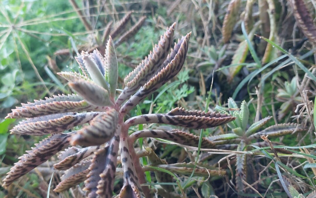 Farmers warned about toxic mother of millions weed