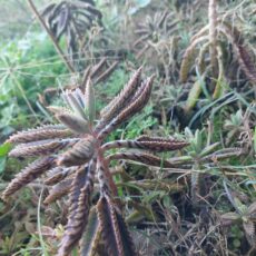 Farmers warned about toxic mother of millions weed