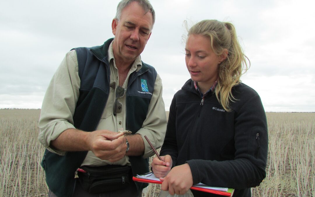 Study confirms baiting regime  effective in reduction of mice