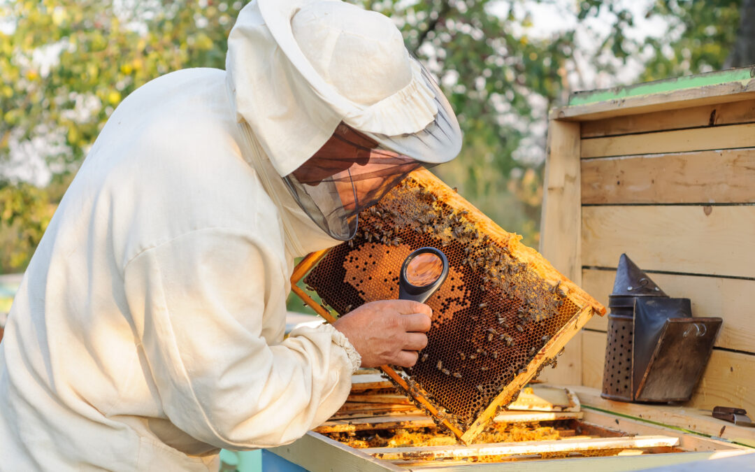 Yellow zones lifted in relaxation of varroa mite rules