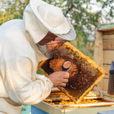 Yellow zones lifted in relaxation of varroa mite rules