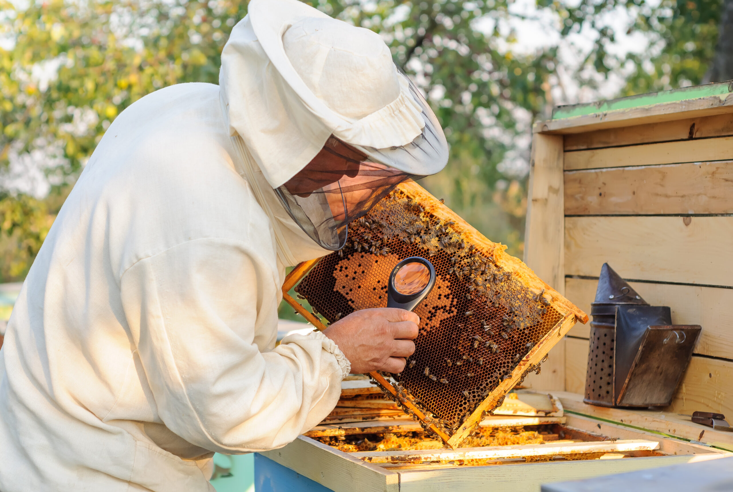 Yellow zones lifted in relaxation of varroa mite rules