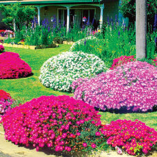 The Ryan’s create a spring garden delight