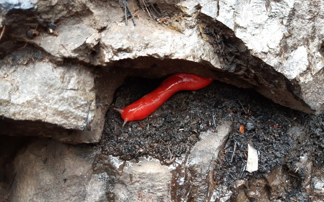 Pink slug on the endangered list