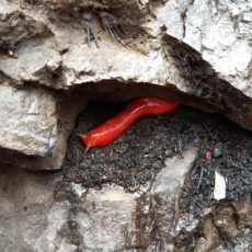 Pink slug on the endangered list