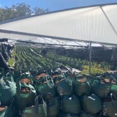 Six arrested for $21.8 million cannabis seizure at Killarney Gap Road property