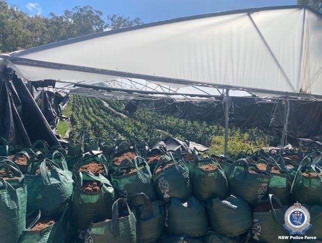 Six arrested for $21.8 million cannabis seizure at Killarney Gap Road property
