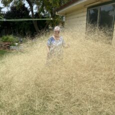 Blowaway grass on the move in Narrabri