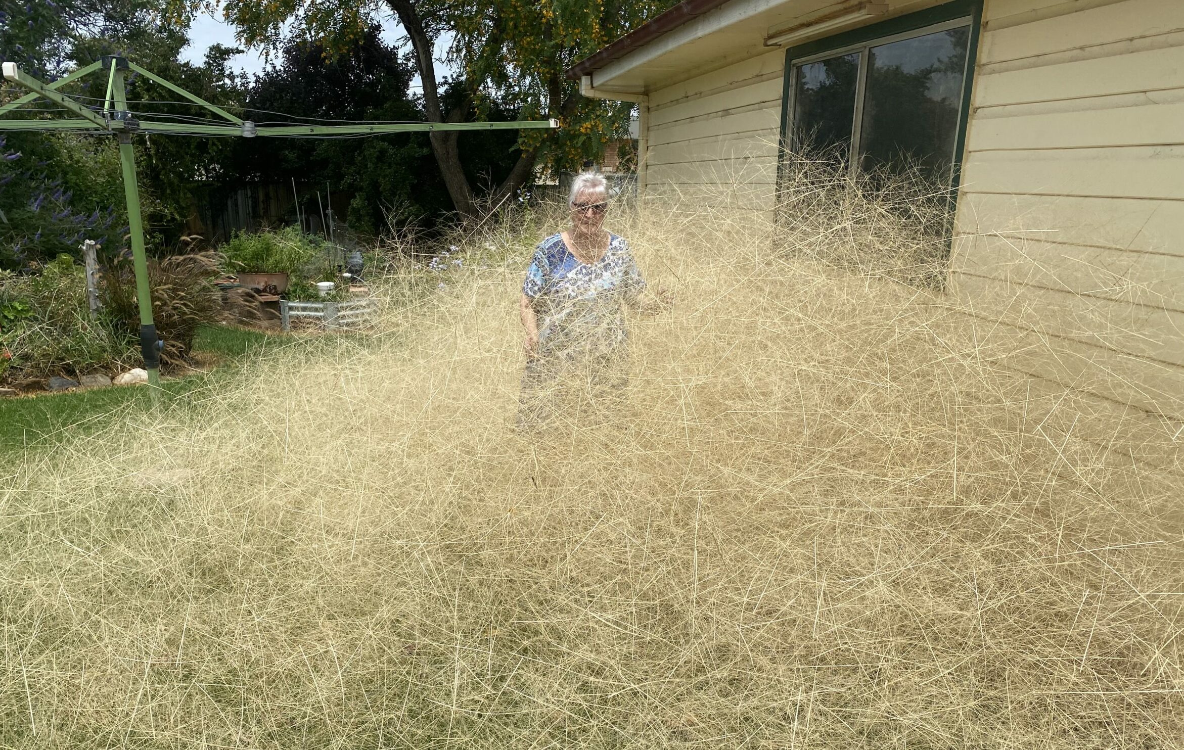 Blowaway grass on the move in Narrabri