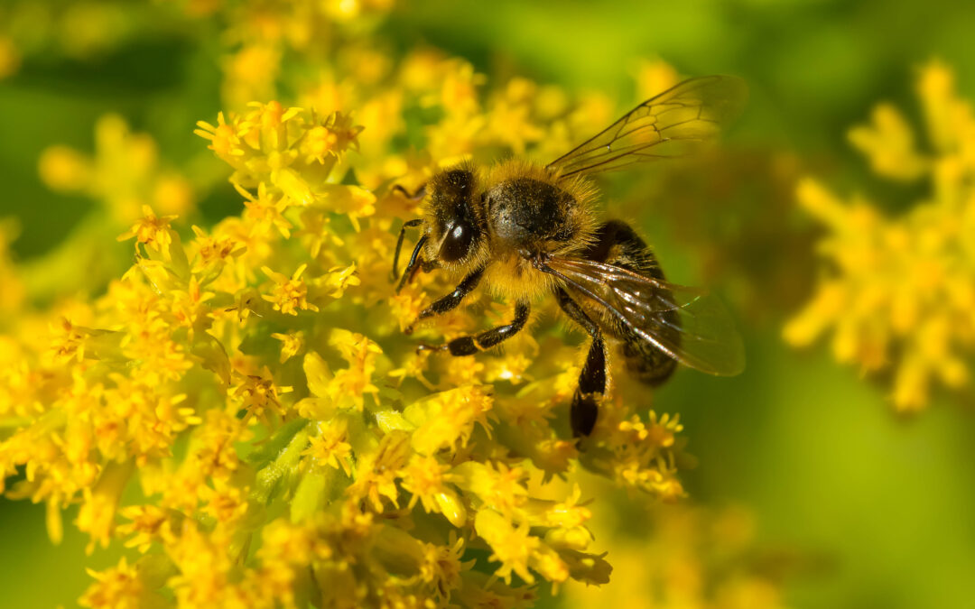 Varroa mite response moves to wild European honey bee management