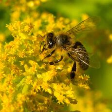 Varroa mite response moves to wild European honey bee management