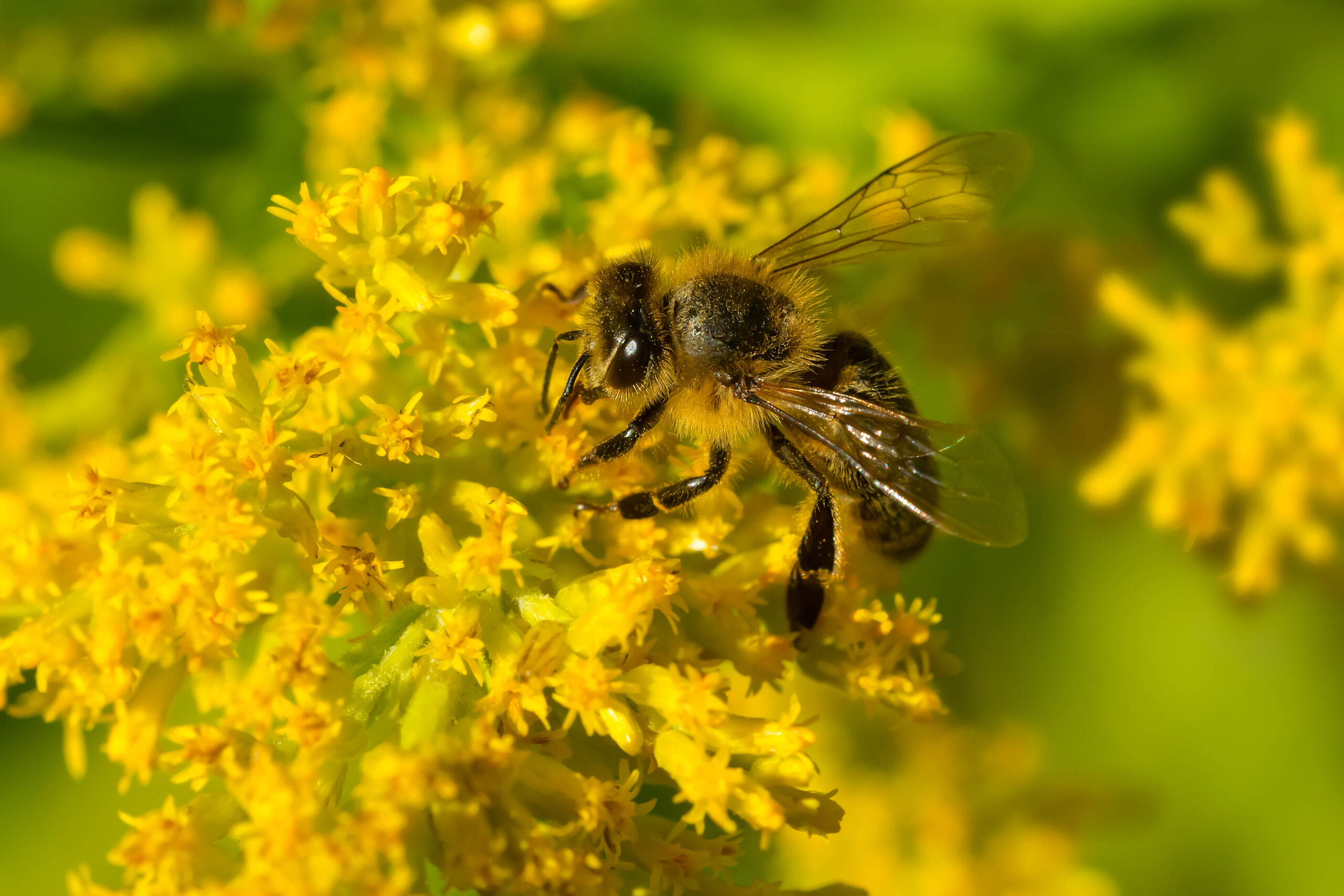 Varroa mite response moves to wild European honey bee management