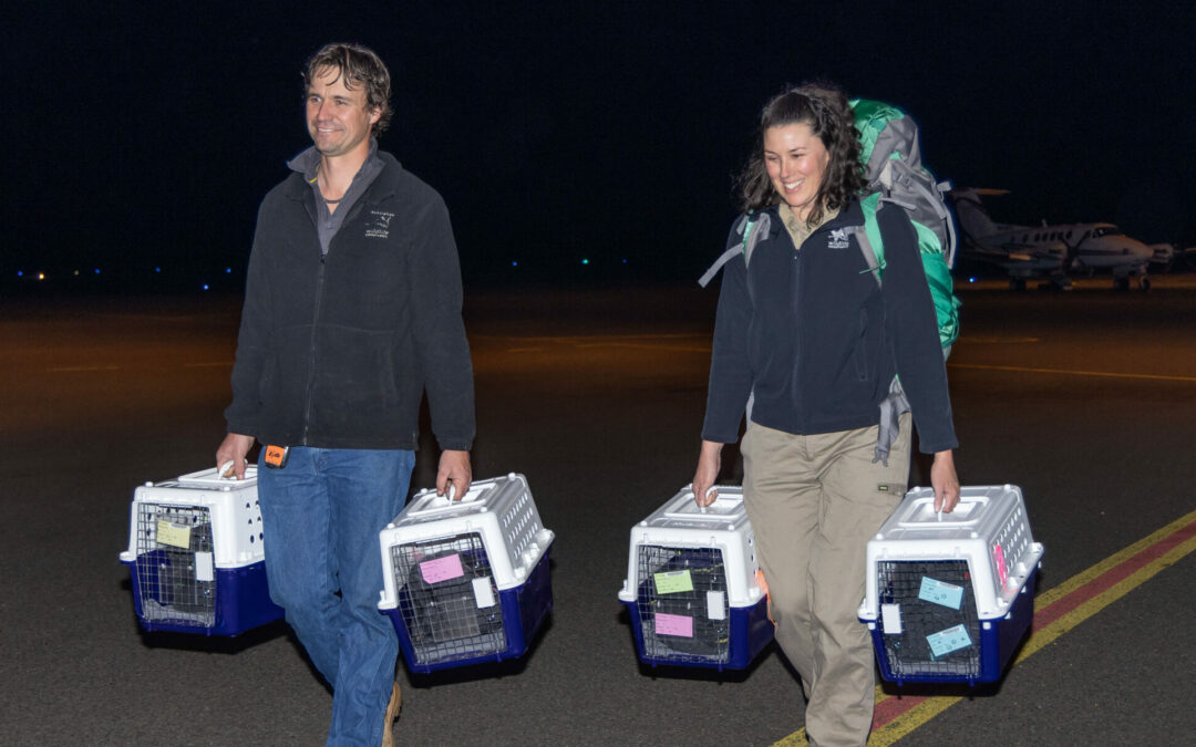 Brush-tailed bettongs back in Pilliga after 100 years