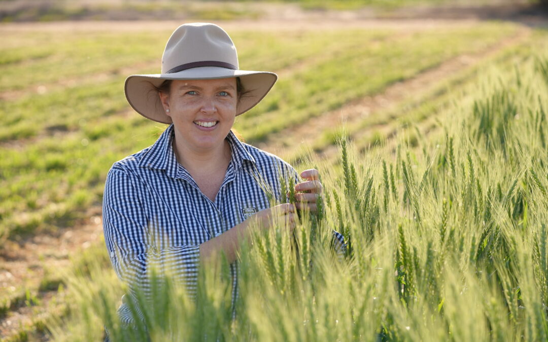 Researchers on a mission to improve heat tolerance of wheat